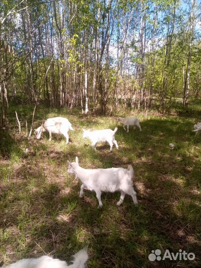 Зааненские козы с козлятами