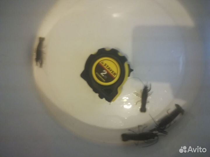 Раки австралийские