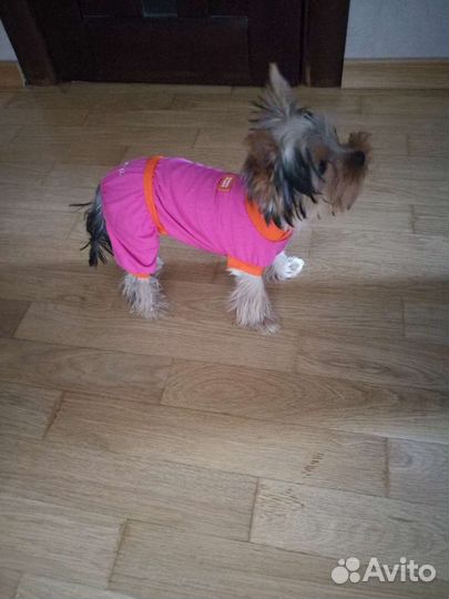 Комбинезон трикотажный для маленькой собачки