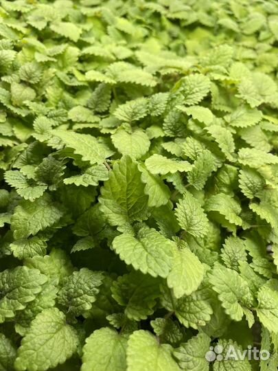 Микрозелень