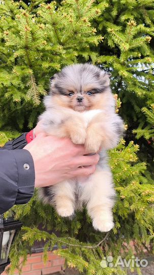 Померанский шпиц мини