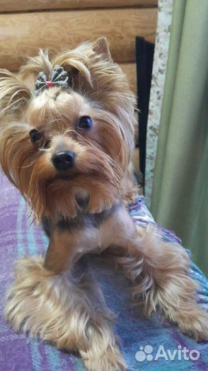 Йоркширский терьер