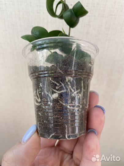 Сортовые фикусы