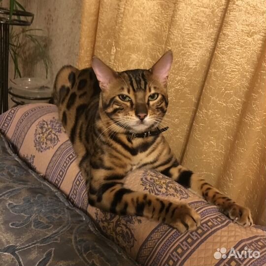 Вязка с бенгальским котом