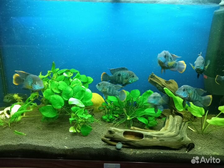 Аквариумные рыбы