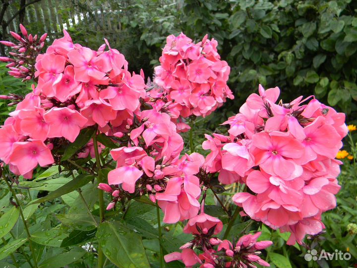 Флоксы многолетние