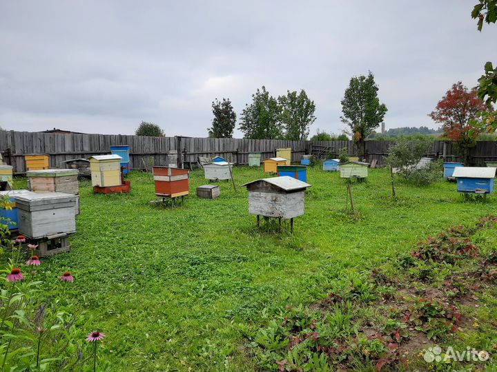 Продам пчелосемьи
