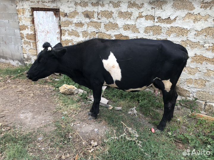 Коровы стельные