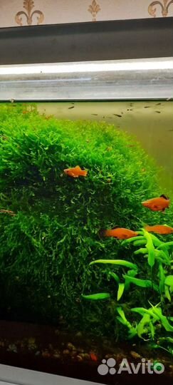 Мох бесплатно (обмен)