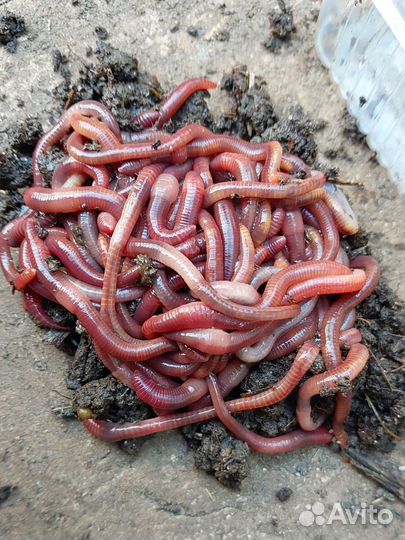 Черви для рыбалки