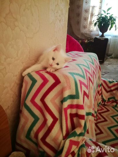 Котята мейн-кун