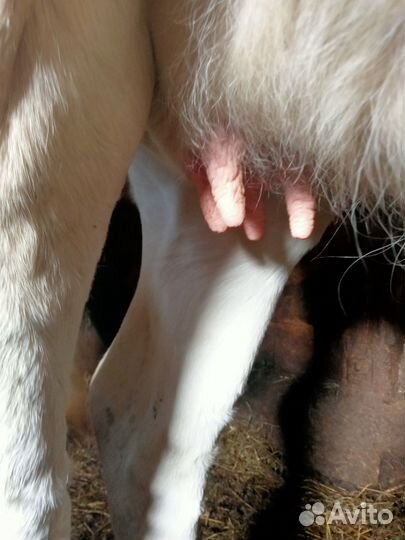 Тёлка костромская, джерсейская, козочка камори