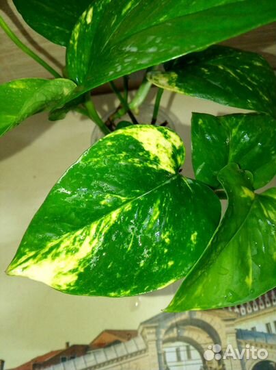 Комнатные растения