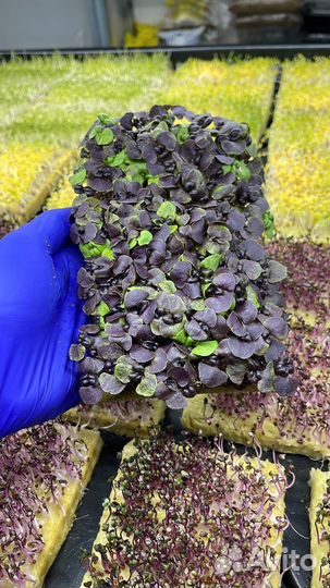 Микрозелень Базилик фиолетовый