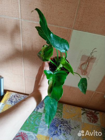 Филодендроны