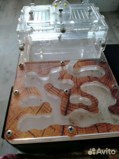 Формикарий. Муравьиная ферма