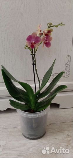 Орхидея мультифлора Summer Song