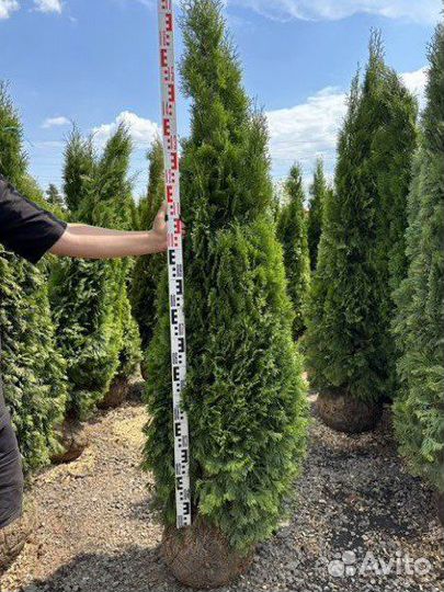 Туя Смарагд Экстра