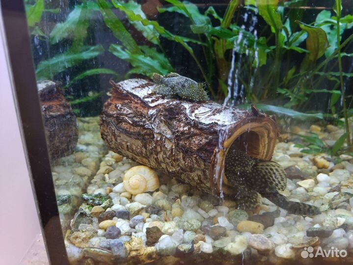 Грот для рыб коряга