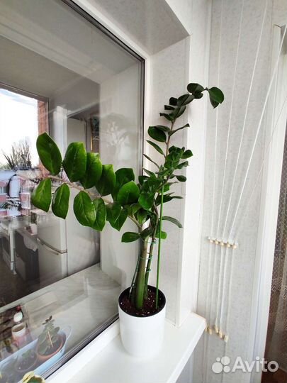 Замиокулькас, долларовое дерево