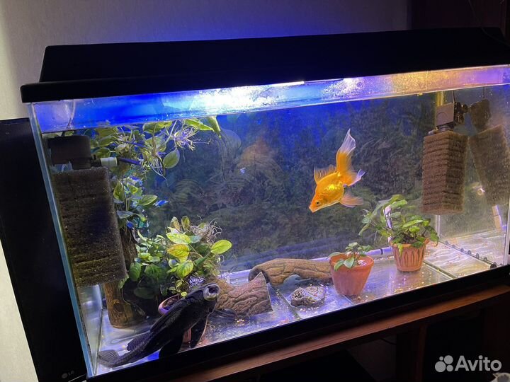 Аквариум с рыбками