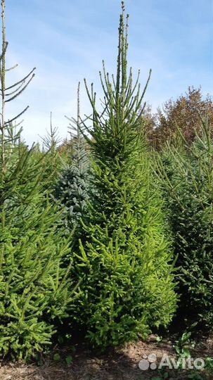 Ель голубая и зеленая