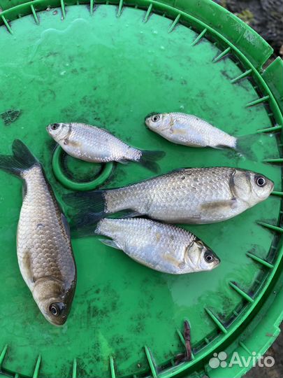 Живец карась