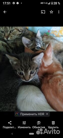 Котята