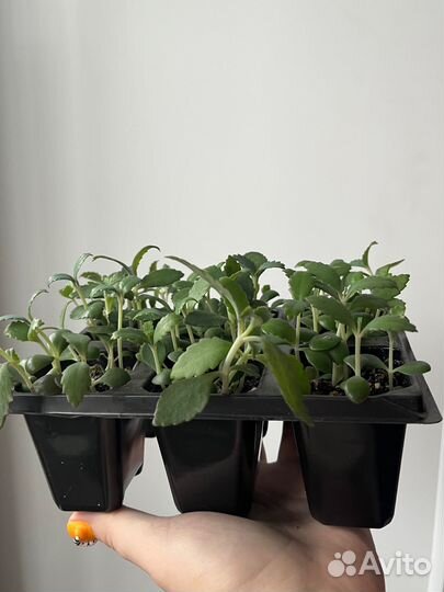 Каланхоэ дегремона