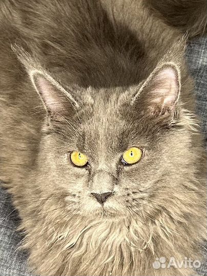 Девочка котенок мейн-кун