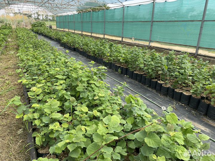 Саженцы фундука 2-х летние в зкс