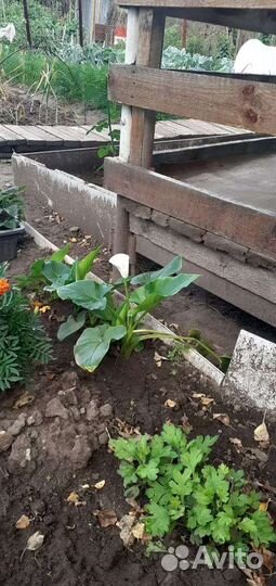 Комнатные цветы калла