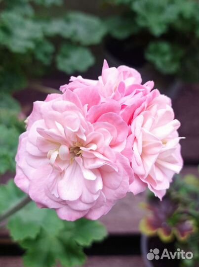 Ириол Акира пеларгония