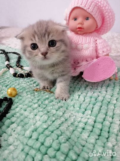 Котята манчкин