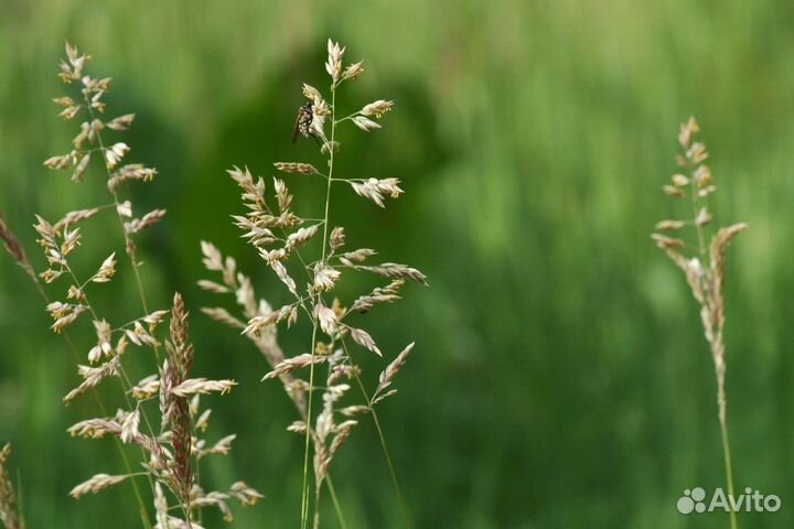 Семена мятлик луговой оптом от 100кг