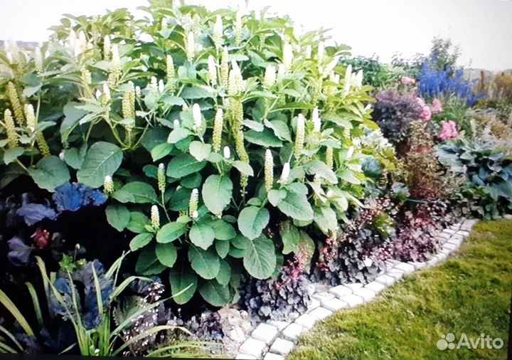 Редкие растения садовые