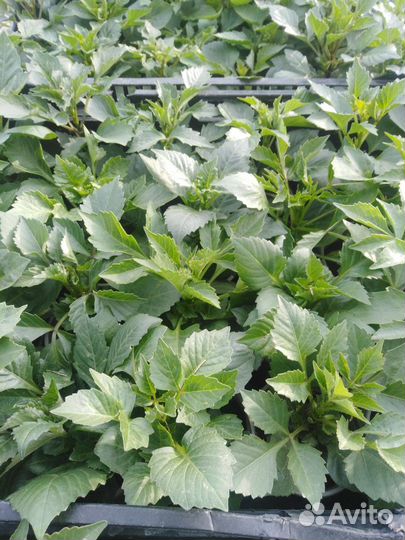 Рассада однолетних цветов