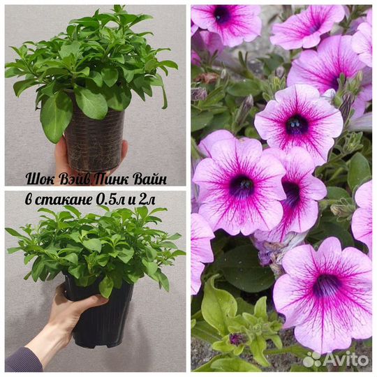 Петуния каскадная шок вэйв Пинк вайн