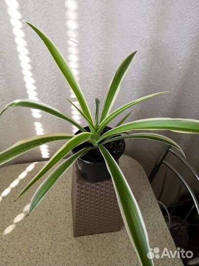 Кислица оксалис, хлорофитумы