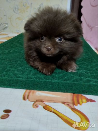 Мальчик шпиц коричневый мини медвежонок