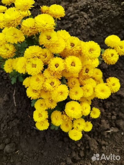 Растения для сада