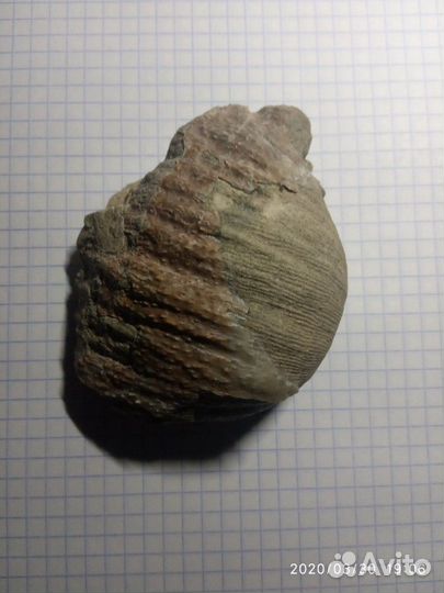 Окаменелая раковина двустворчатого маллюска