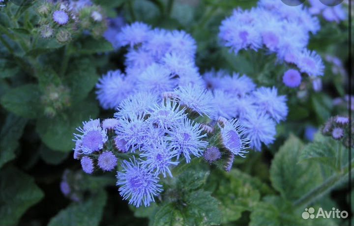 Агератум семена