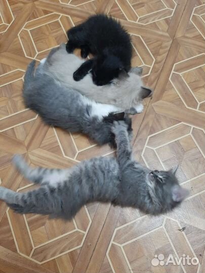 Котята в добрые руки бесплатно