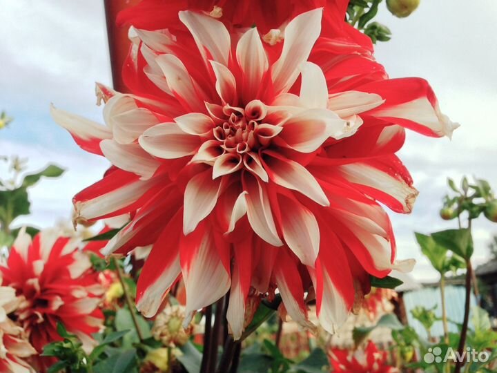 Георгины многолетние(клубни)