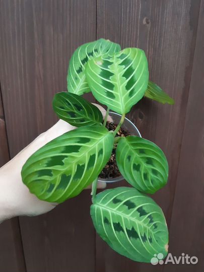 Маранты