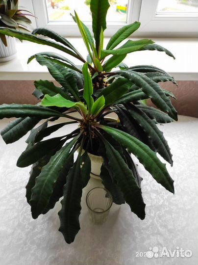 Эуфорбия. Молочай беложильчатый