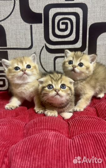 Шотландские золотые котята