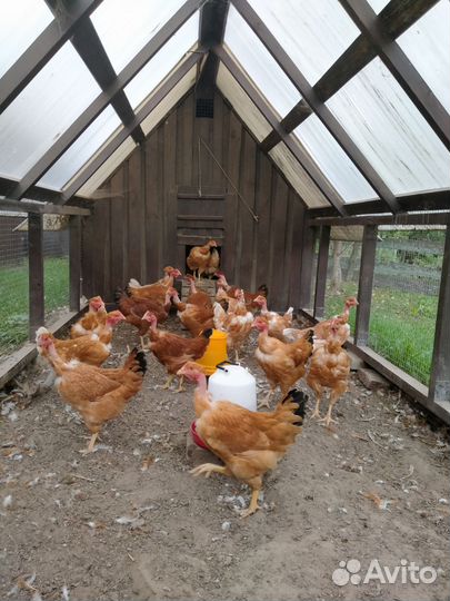 Куры, молодки