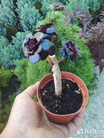 Эониум древовидный